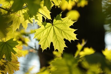 Spring maple leaves on a twig in the forest