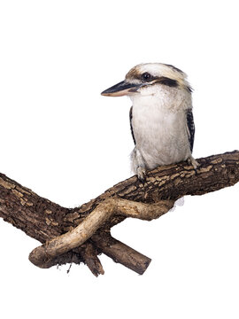 Adult male Kookaburra aka Dacelo novaeguineae bird, sitting side ways on wooden branch. Isolated on white background.