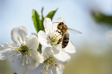 Honey Bee harvesting pollen from Cherry Blossom. Close up