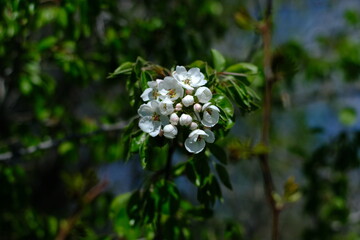 Flowering tree macro photography white flower green leaves