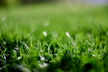 Green lawn grass close-up of the leaves of the grass. Nature conservation without environmental...