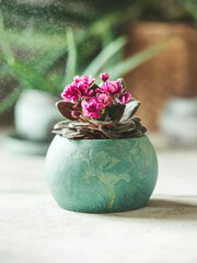 Plants in pots. Uzambara violet. Handmade pots made of gypsum for plants.