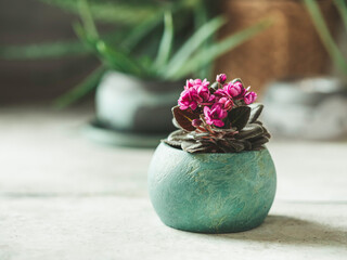Plants in pots. Uzambara violet. Handmade pots made of gypsum for plants.