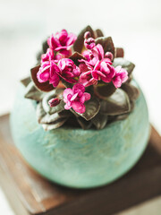 Obraz na płótnie Canvas Plants in pots. Uzambara violet. Handmade pots made of gypsum for plants.