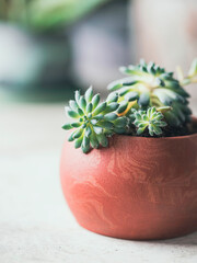 Succulents in pots. Handmade pots made of gypsum for plants.