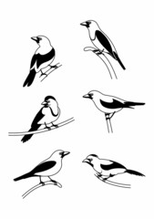 Set of black and white tropical birds. Handmade drawing vector illustration. Can be used for banners, posters, cards.
