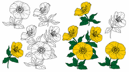Vector set of black, white and color flowers of helleborus on a white background.