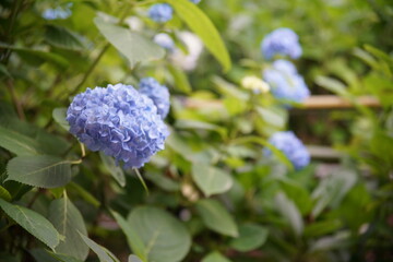 藤森神社の紫陽花