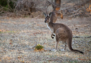 Cute wild kangaroo grazes in the forest, stand among trees, Australian wildlife