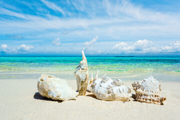 Fototapeta na wymiar Underwater shells on the sand on the shore of the Indian Ocean. Maldives.