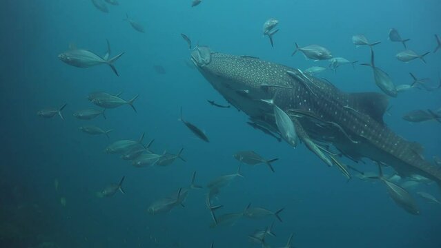 The whale shark is surrounded by many remoras. Three of them rise above the shark's back and the camera follows them.
 (Rhincodon typus) 