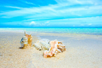 Fototapeta na wymiar Underwater shells on the sand on the shore of the Indian Ocean. Maldives.