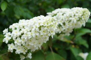 藤森神社の紫陽花