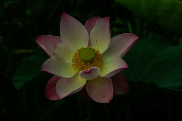 Beautiful view of lotus flower with green leaves and pink lotus leaves on pond