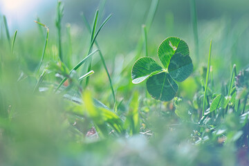 四つ葉のクローバー / Four Leaf Clover