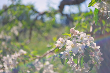 りんごの花と虹のレンズゴースト / Apple Flowers With Lens Ghost