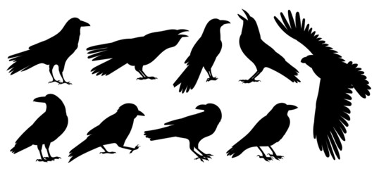 crow silhouette set, on white background, isolated, vector