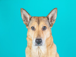 Serious dog on isolated blue background.