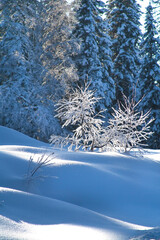 Winter landscape with snow-covered trees and pure snow in the foreground, frosty weather