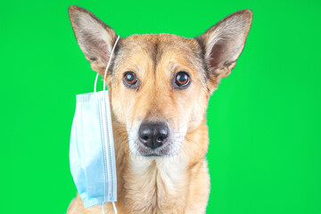 Cute dog wearing medical mask isolated on coloured background