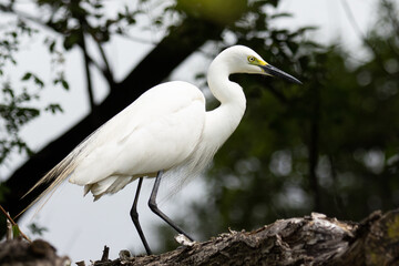 見上げるチュウサギ