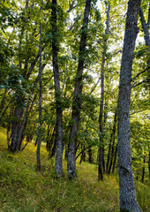 Chênaie de chênes pubescents à proximité du vignoble en Palhàs de Molompize, Cantal, France