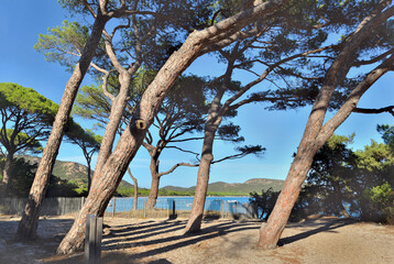 pine trees on famous beach Palombaggia in Corsica - France