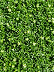 green grass background