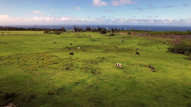 Cows grazing on a vibrant green meadow near Hawi on the Big Island of Hawaii with a wind farm in the background - descending aerial view