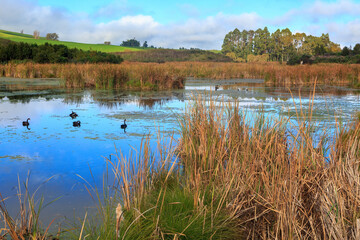 Pekapeka Wetland, a nature preserve in the Hawke's Bay region, New Zealand. Black swans swim in the...