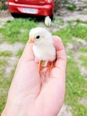 the chick in the hand 