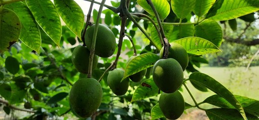 Green fruit on branch of green plant. bunch of fruits. fruit on green background 