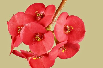 Fototapeta premium Flowers of Crown of Thorns plant (Euphorbia milii)