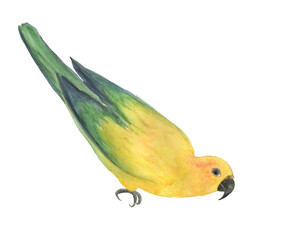Watercolor painting yellow sun conure parrot isolated on white. Bird collection