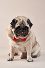 Happy dog. pug with a red butterfly on a beige background in the studio. pet indoor