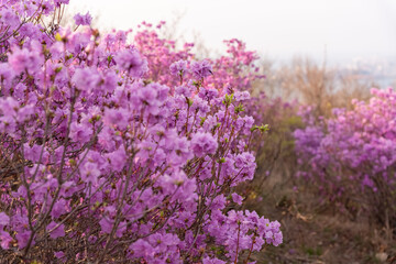 Flowers of Rhododendron dauricum. popular names rosemary, maralnik. Russia. Vladivostok. Russian island