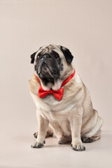 Obraz premium Happy dog. pug with a red butterfly on a beige background in the studio. pet indoor