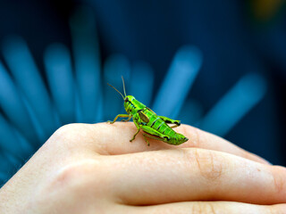 A large green grasshopper, locust, sits on a child's hand