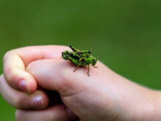 Obraz premium A large green grasshopper, locust, sits on a child's hand