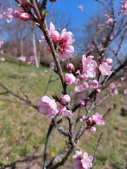 branches with rosy flowers of peach tree in garden at spring