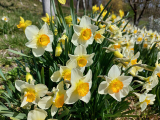 Obraz premium white and yellow narcissus in garden - spring flowers close up