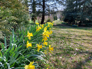 Obraz premium line of yellow narcissus in park