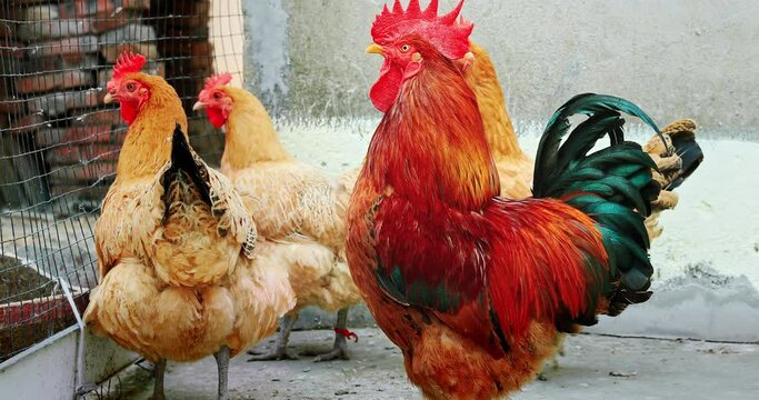 Beautiful rooster and hen in animal farm. Farm animal theme.