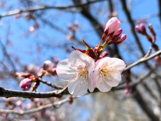 桜