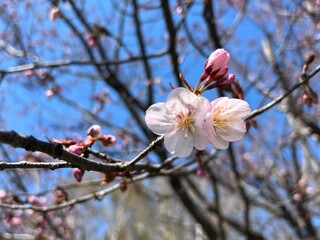 桜