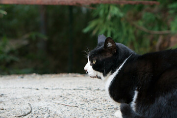 Wild cat living in a Japanese forest