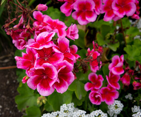 pink flowers in a garden