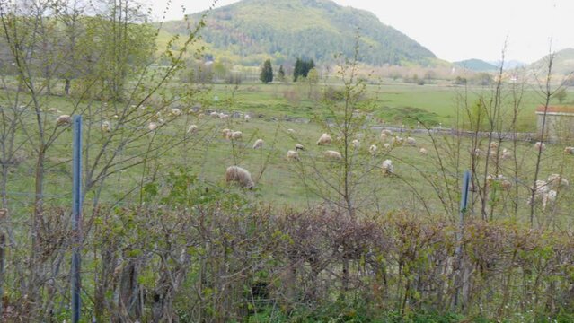 Sheeps grazing in the field of the village of Smiljan, Nikola Tesla birthplace. Forest-covered hills surround the valley. Lika region. Velebit mountain in the background