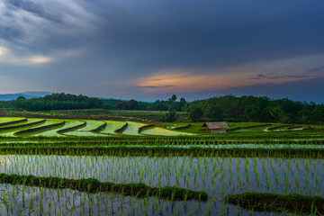 Fototapeta na wymiar Morning view in the green rice fields of Bengkulu, North Asia, Indonesia, the beauty of the colors and natural light of the beautiful morning sky
