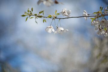 Cherry blossoms